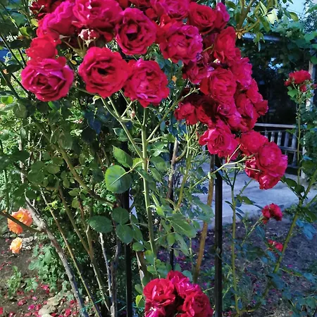 Vendégház Casa Ely Si Rolly - Costinesti 3*