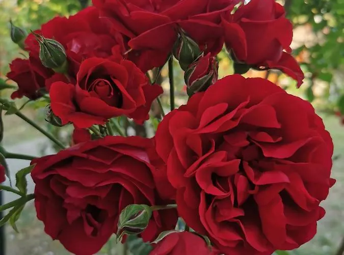 Casa Ely Si Rolly - Costinesti Costinesti