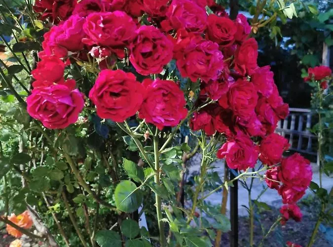 Casa Ely Si Rolly - Costinesti Guest house