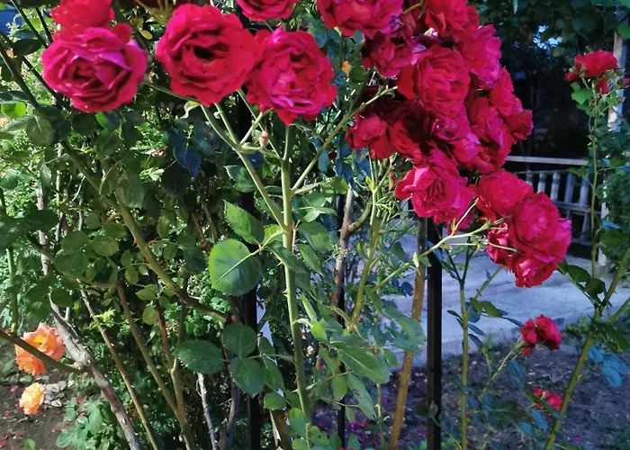 Guest house Casa Ely Si Rolly - Costinesti 3*