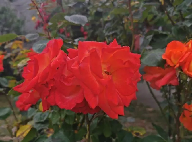 Casa Ely Si Rolly - Costinesti 3* Costinești