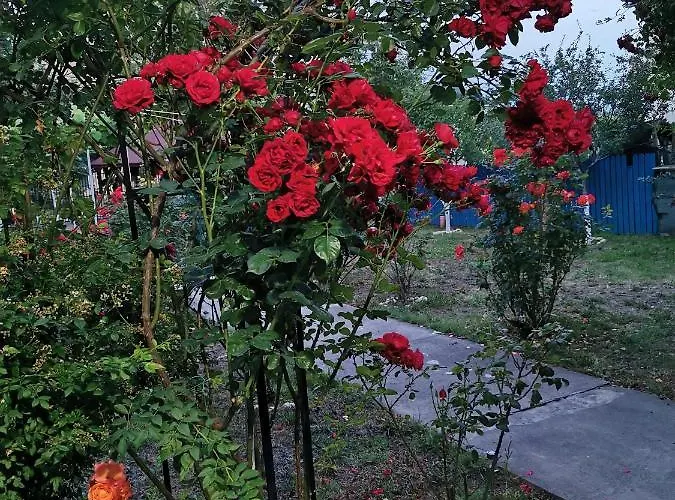 Casa Ely Si Rolly - Costinesti 3* Costinesti