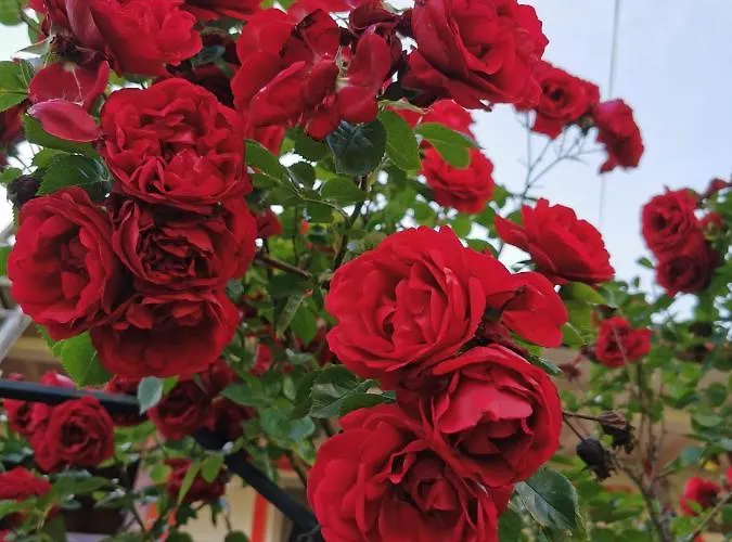 Casa Ely Si Rolly - Costinesti 3* Costinesti